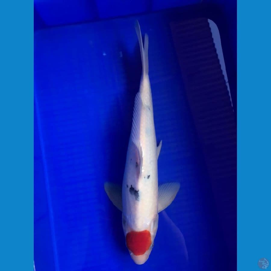 TANCHO SANKE ORIGINAL 41CM