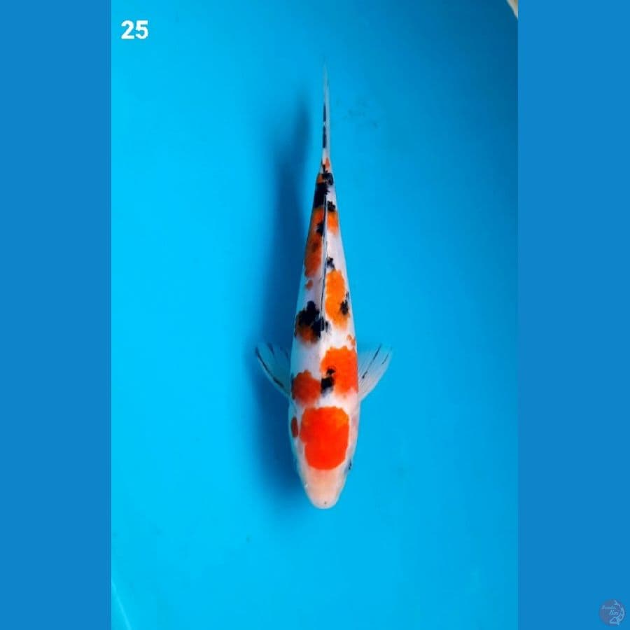 Maruten sanke 25cm Male