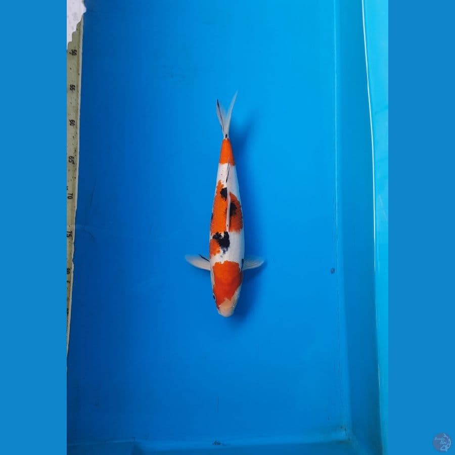 Sanke 30cm Male
