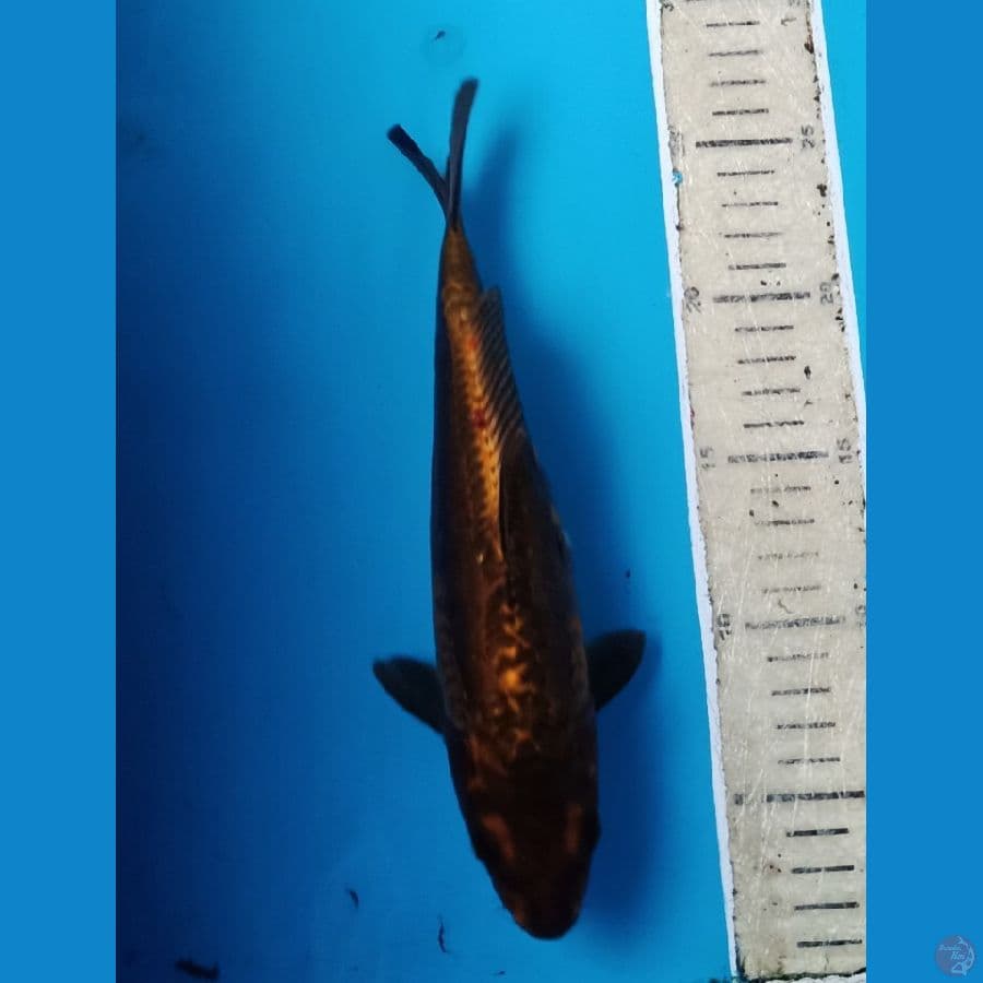 kawari tembaga doitsu antik 25an cm