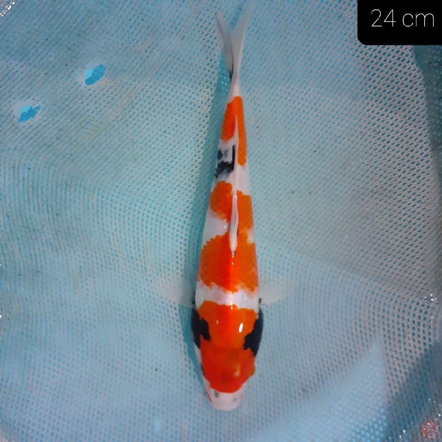 *SANKE 24 CM*
