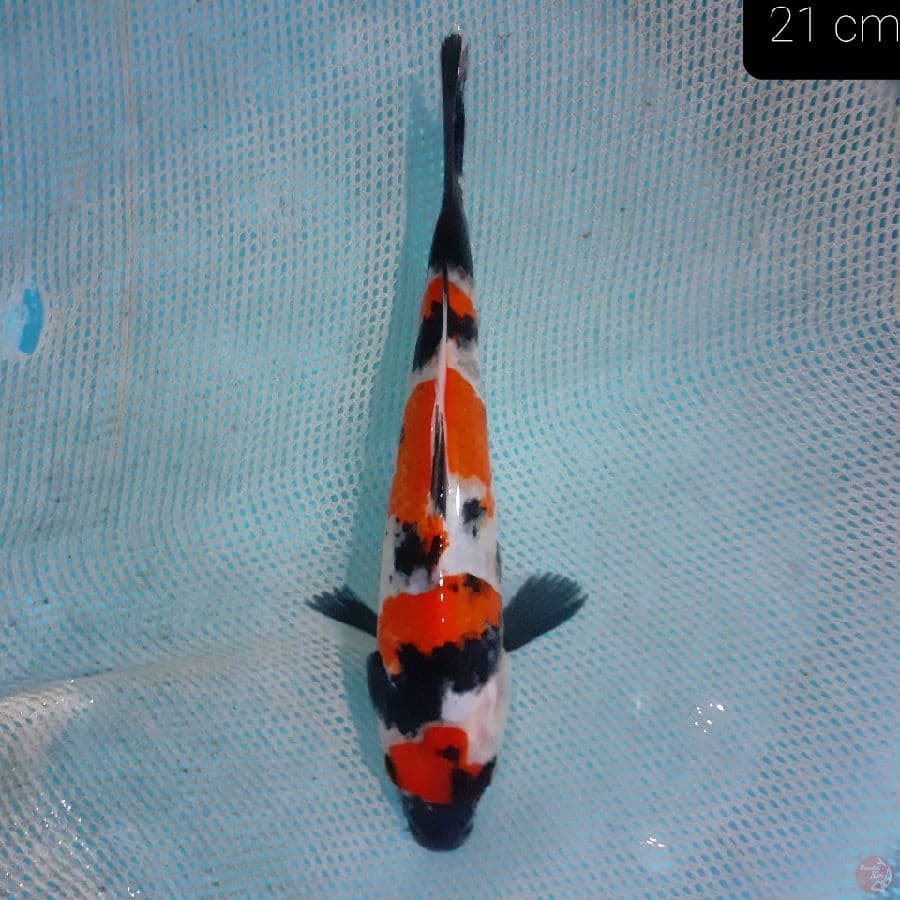 *SHOWA 21 CM*