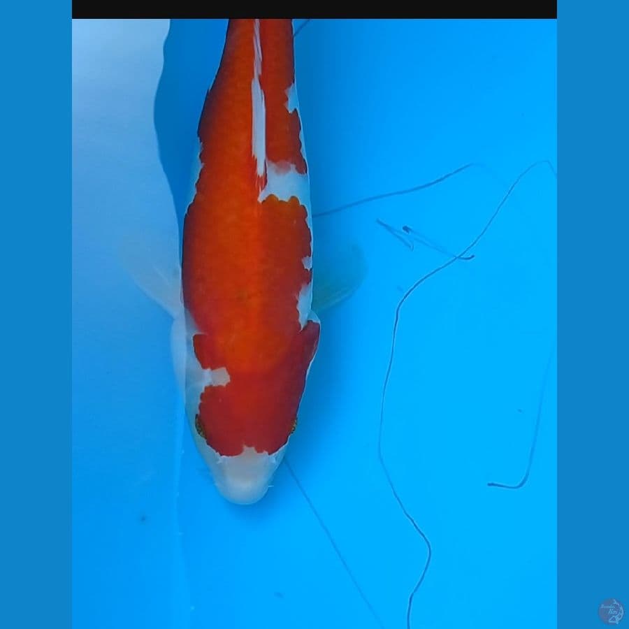 kohaku 30 cm