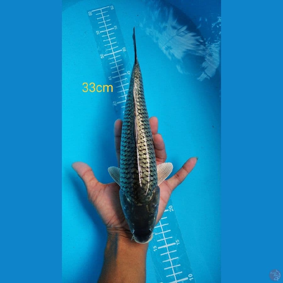 black soragoi kingirin 33cm Fm