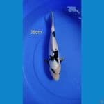 shiro 36cm female 