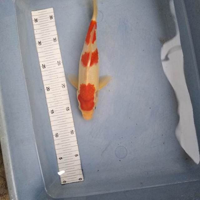Sandan kohaku