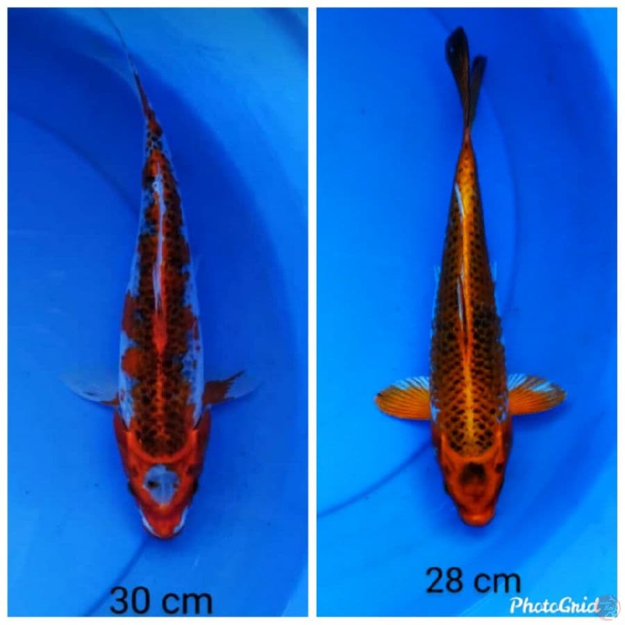 kujaku strong 28-30 cm