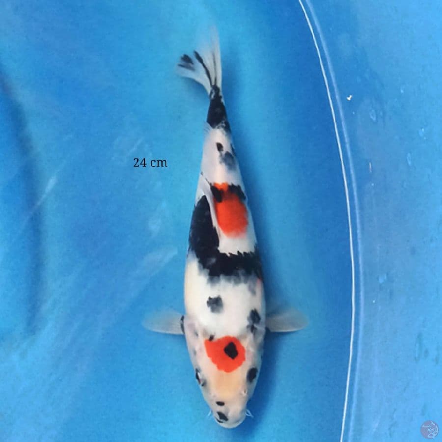 Kindai Showa Humble 24 cm