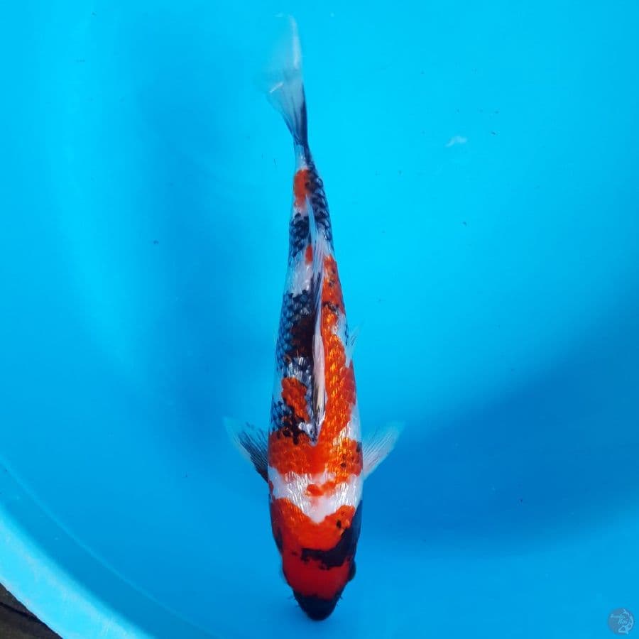 Showa Ginrin Super Red SQ 27cm