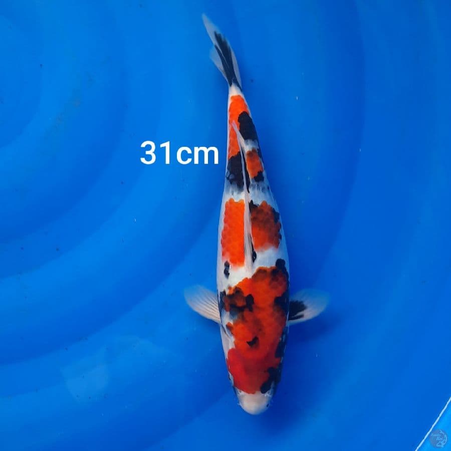 showa 31cm mantap????