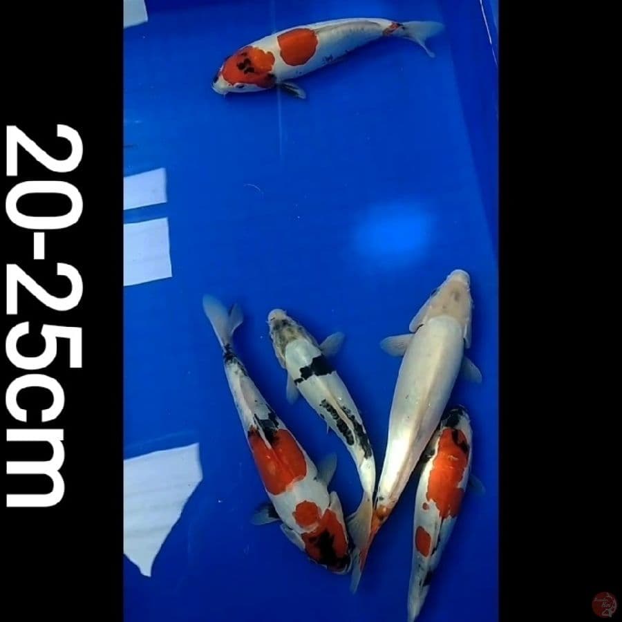 Showa shiro doitsu 20-25cm/5ekr