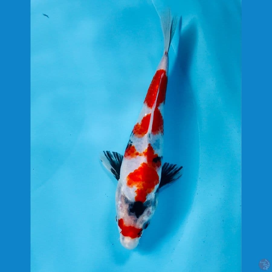 showa, 18 cm