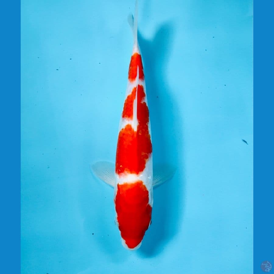 kohaku, 22 cm