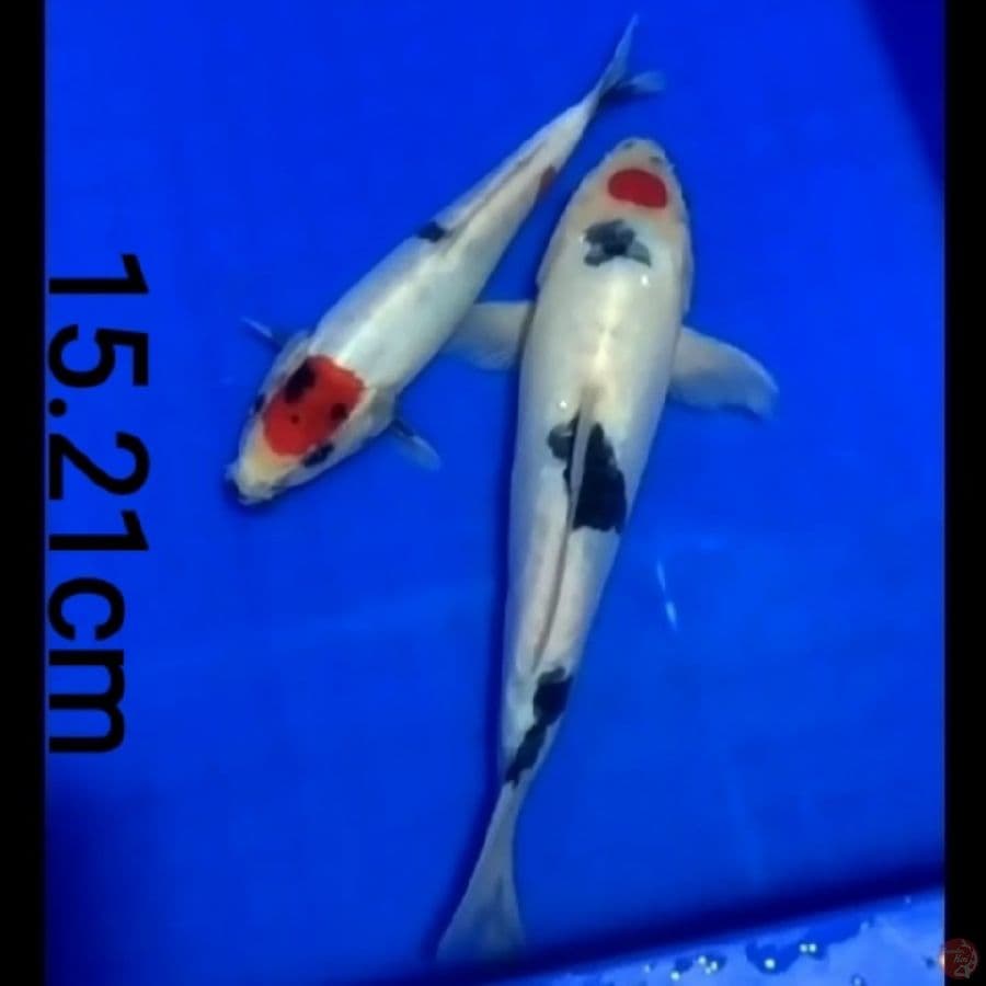 tancho Showa  doitsu ORIGINAL 15,21cm/2ekr