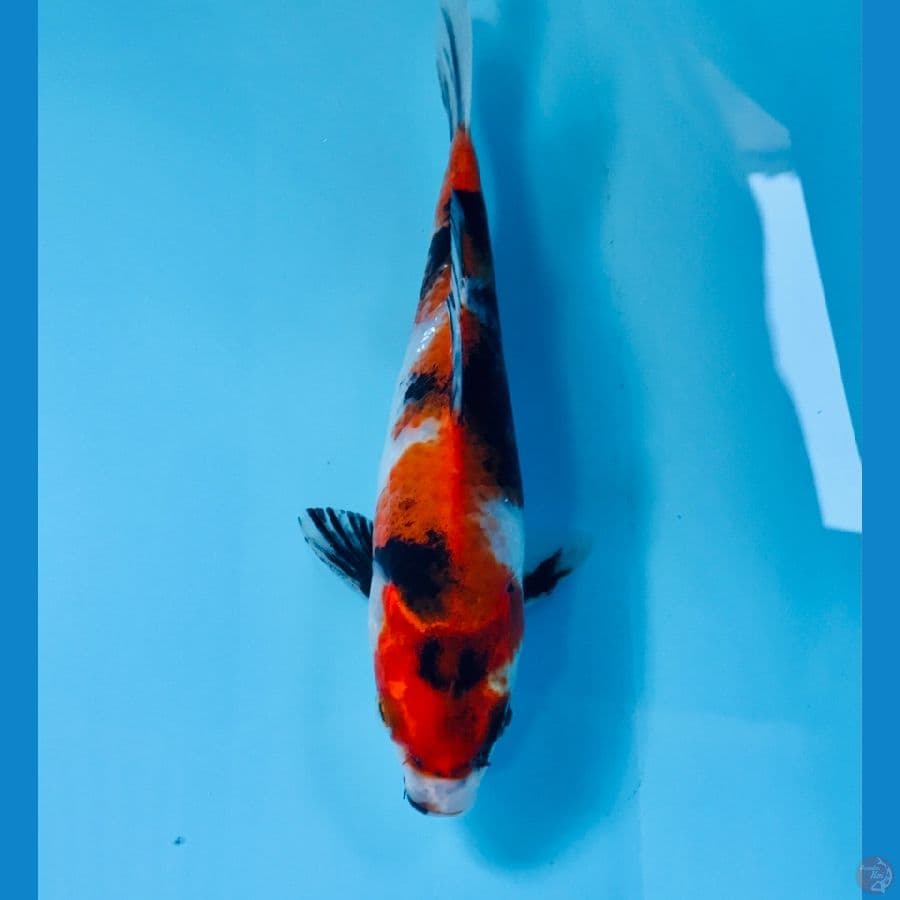 showa, 20 cm