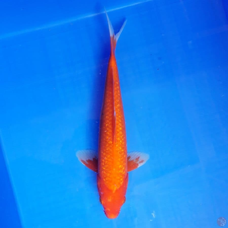Benigoi Ginrin 29cm