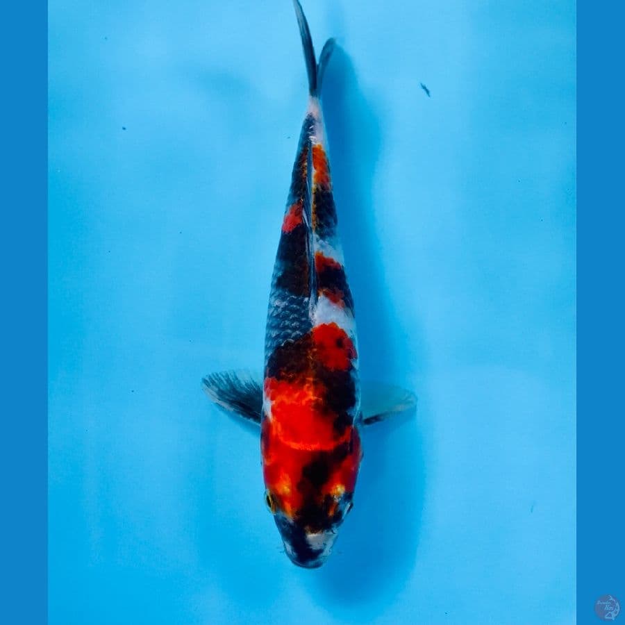 showa, 23 cm