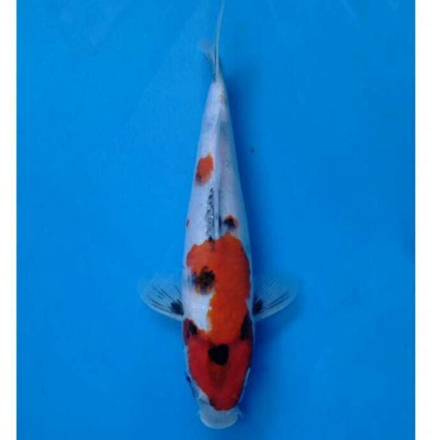 Showa Import non serti