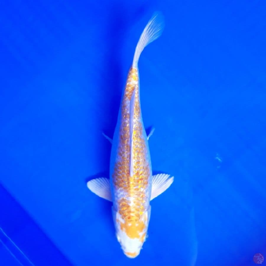 Hariwake Ginrin HQ 24cm