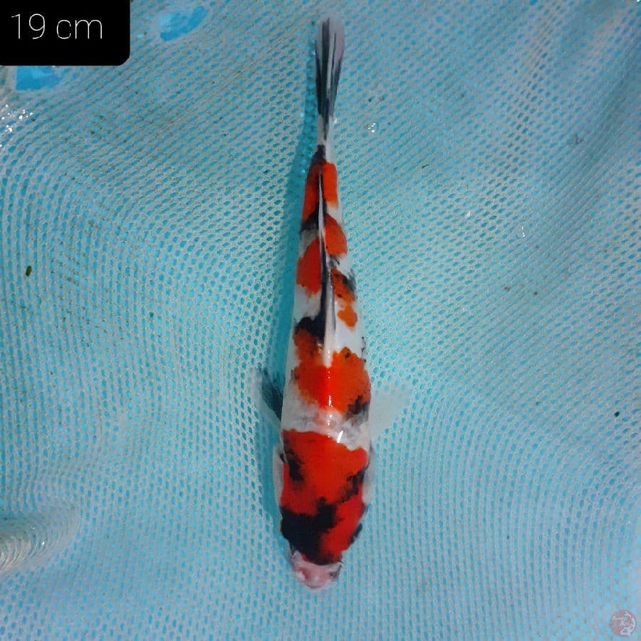 *SHOWA 19 CM*