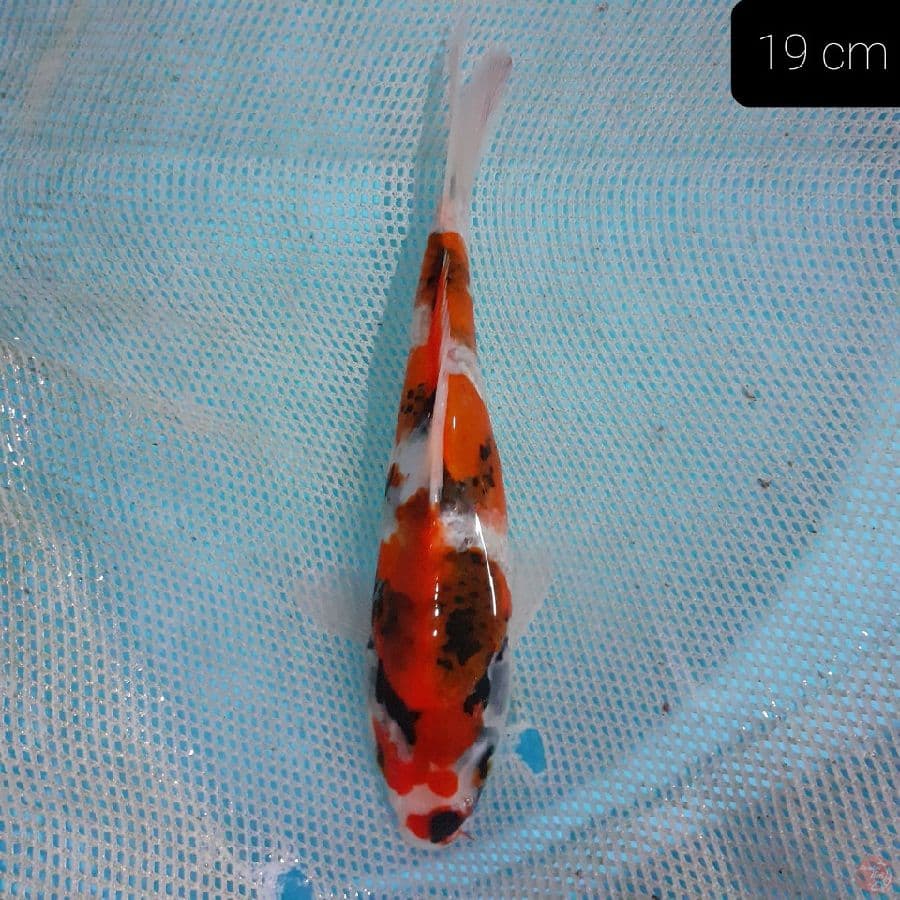*SHOWA 19CM*