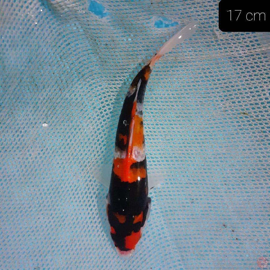 *SHOWA 16CM*