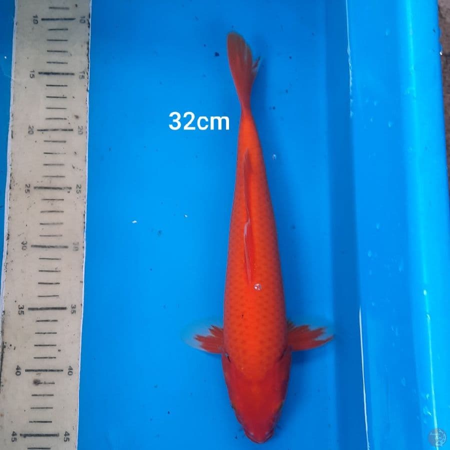 benigoi 32cm