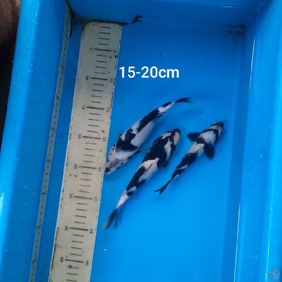 shiro 3ekor15-20cm