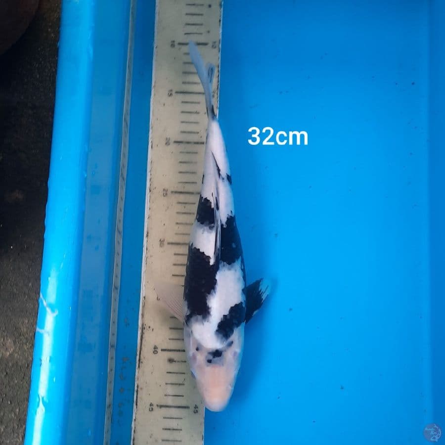 shiro 32cm