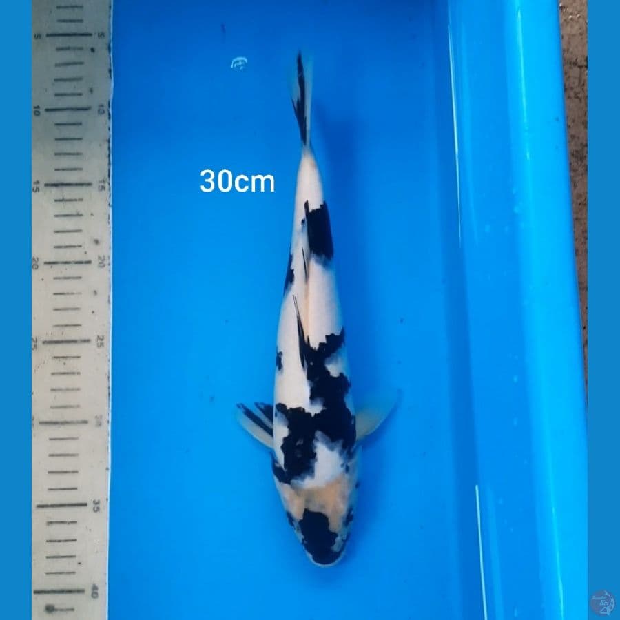 shiro 30cm