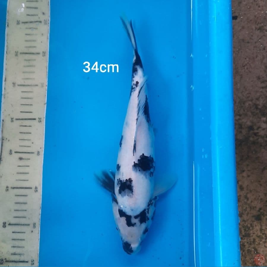 shiro 34cm