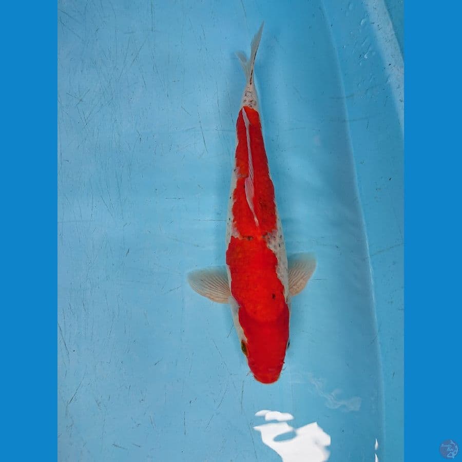 GHOSIKi 33 cm