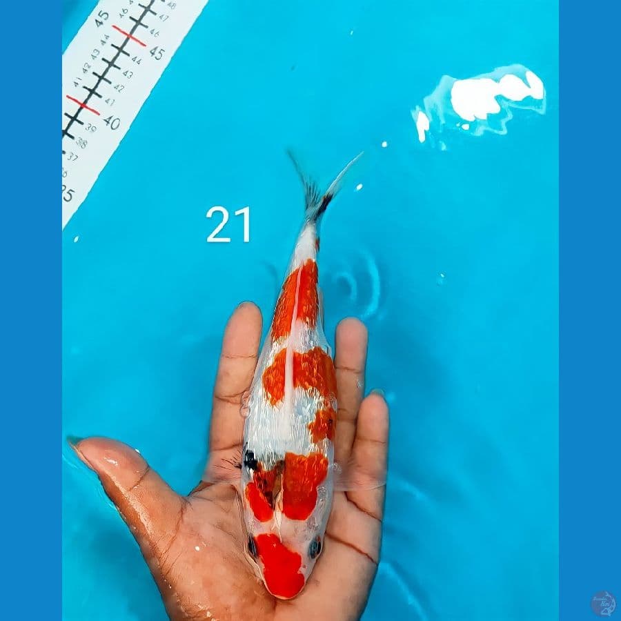 showa ginrin 21cm 