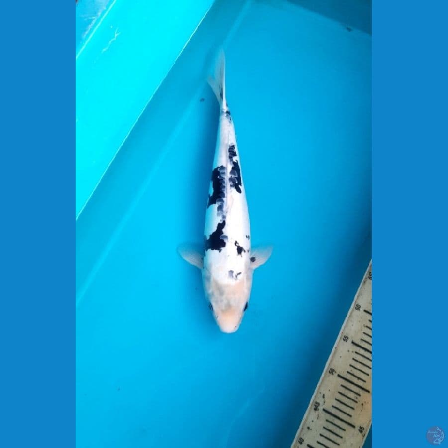 43cm Shiro doitsu female