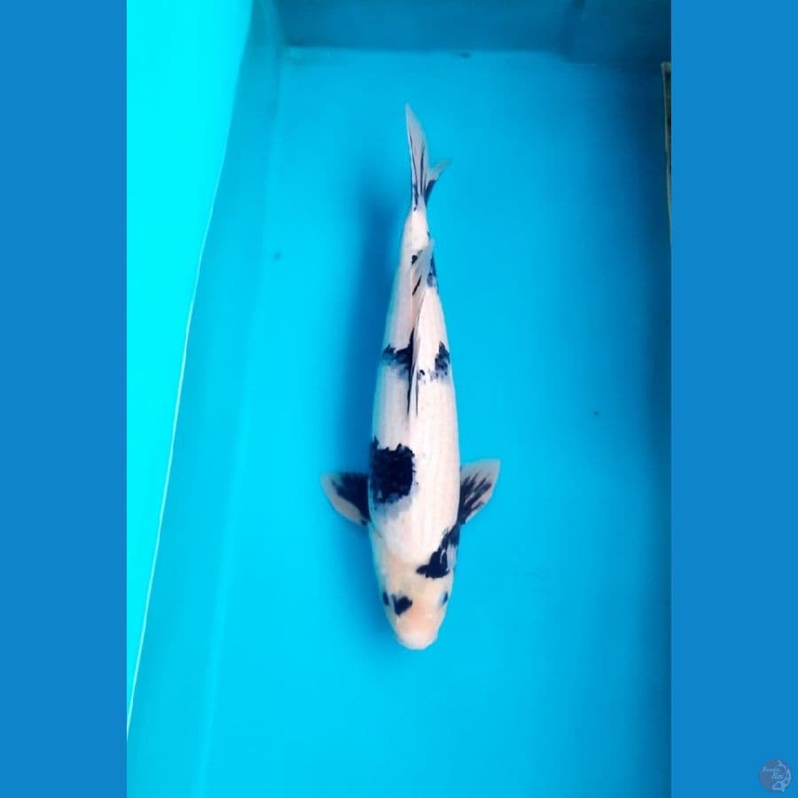 44cm Shiro Male