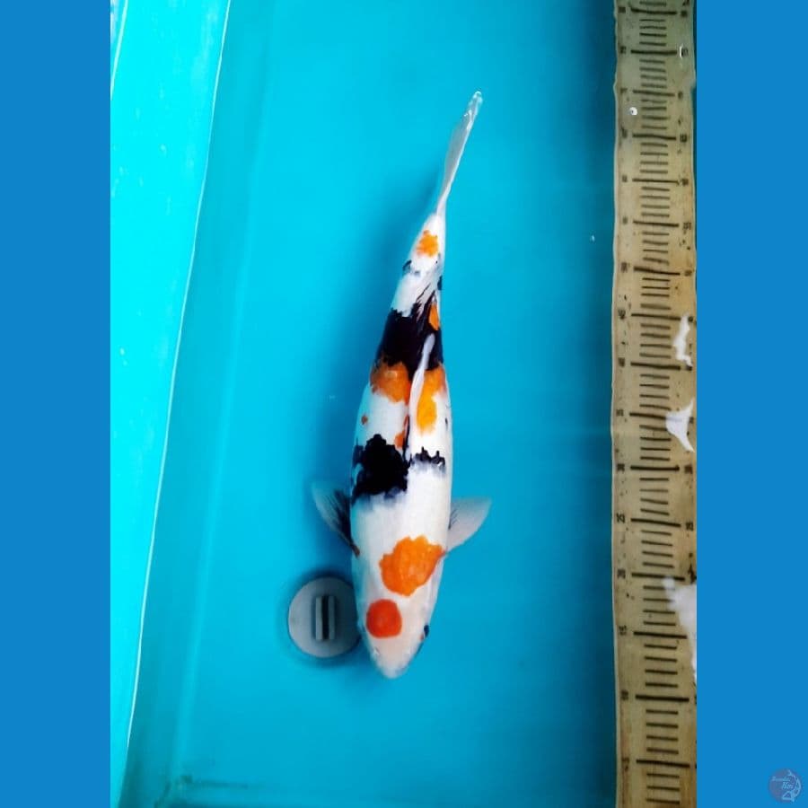 51cm Maruten Showa Female