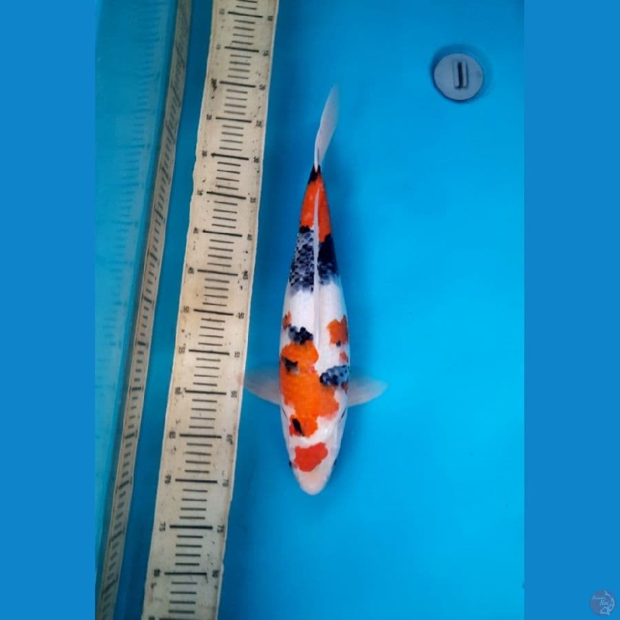 49cm Kindai showa tetegoi