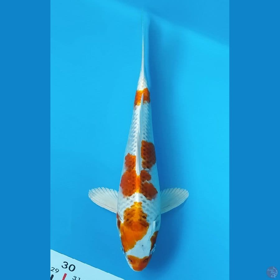KUJAKU 21 CM MALE 