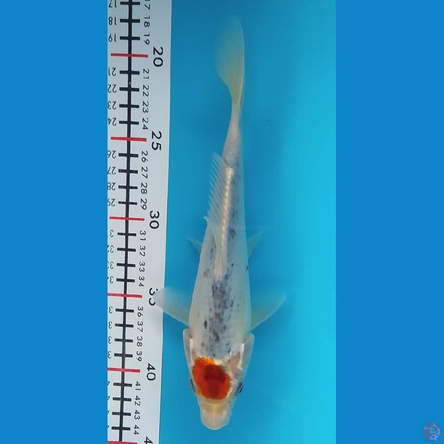 TANCHO GOSHIKI 23CM FEMALE