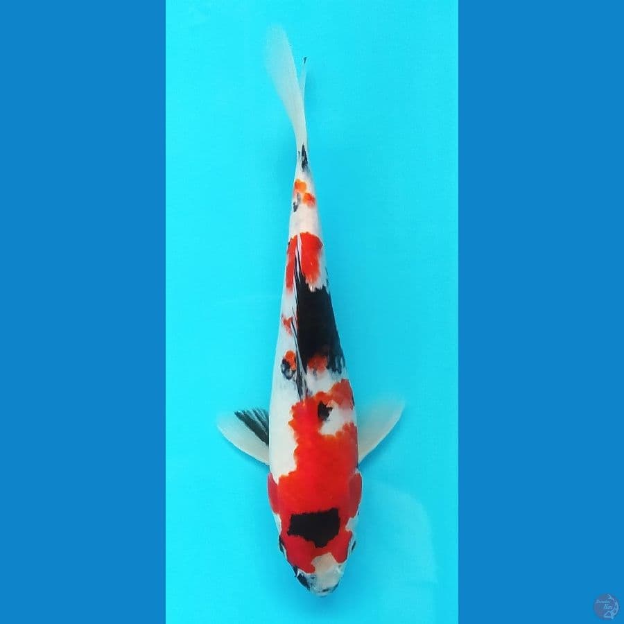 KINDAI SHOWA 24CM CM MALE
