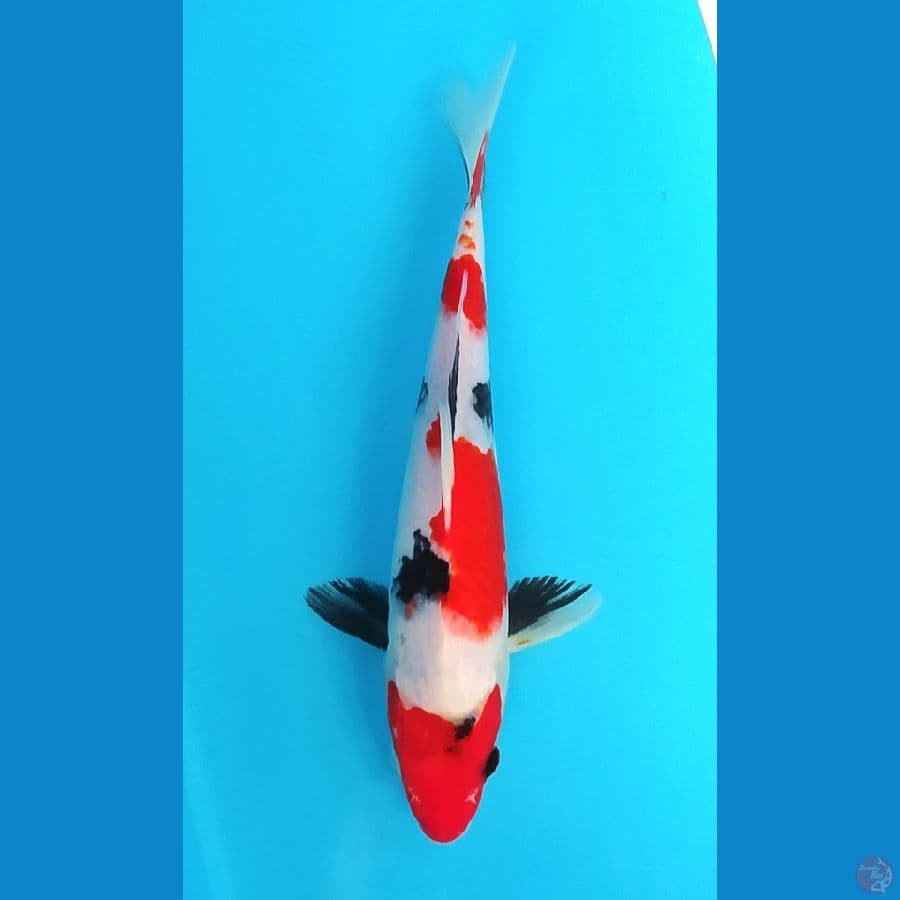 SHOWA 23 CM MALE