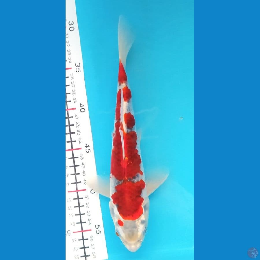GOSHIKI 26 CM MALE