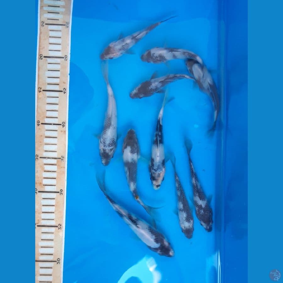 SHIRO UTSURI 15BU 10EKOR
