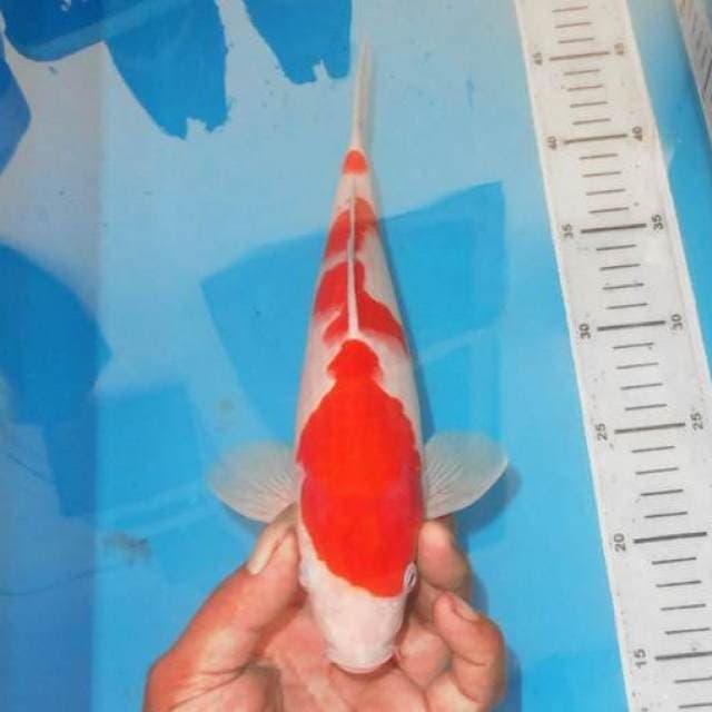 YONDAN KOHAKU 4STEP