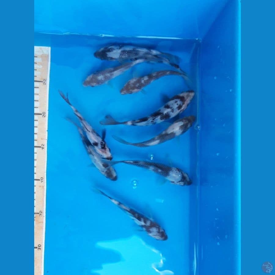 SHIRO UTSURI 15BU 10EKOR