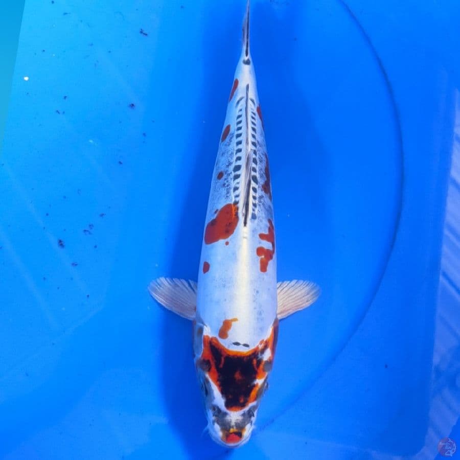 KIKOKURIYU 30CM