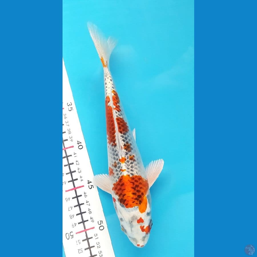 KUJAKU 26 CM FEMALE