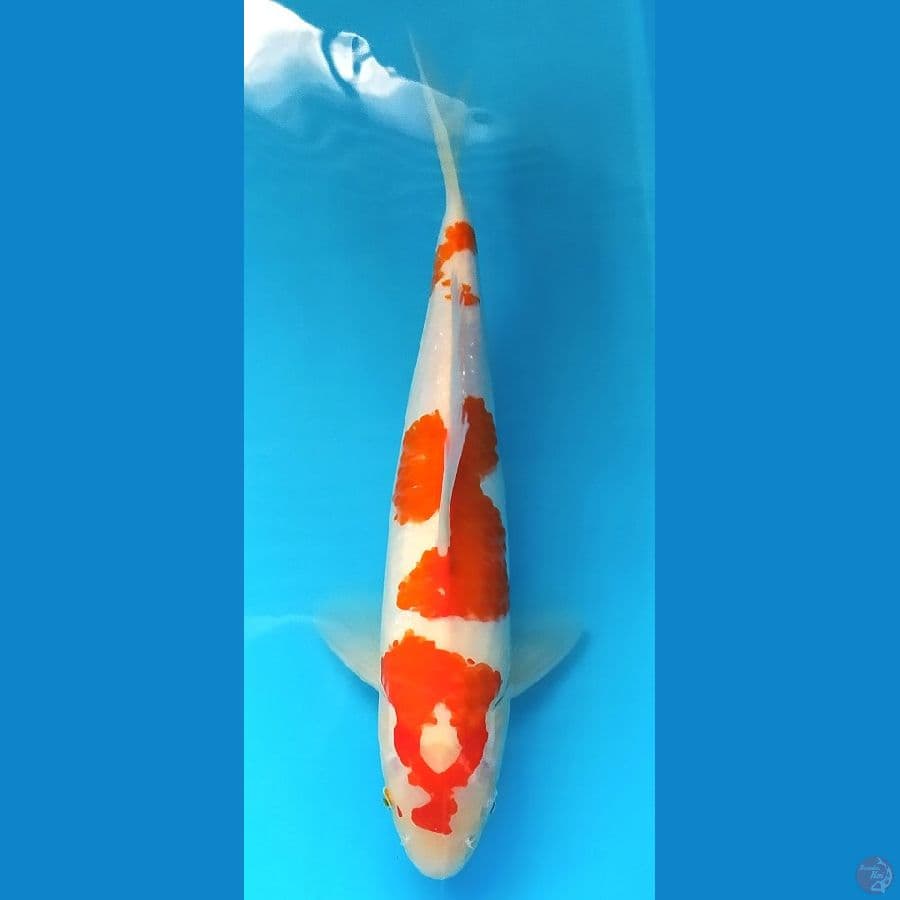 KOHAKU 29 CM MALE