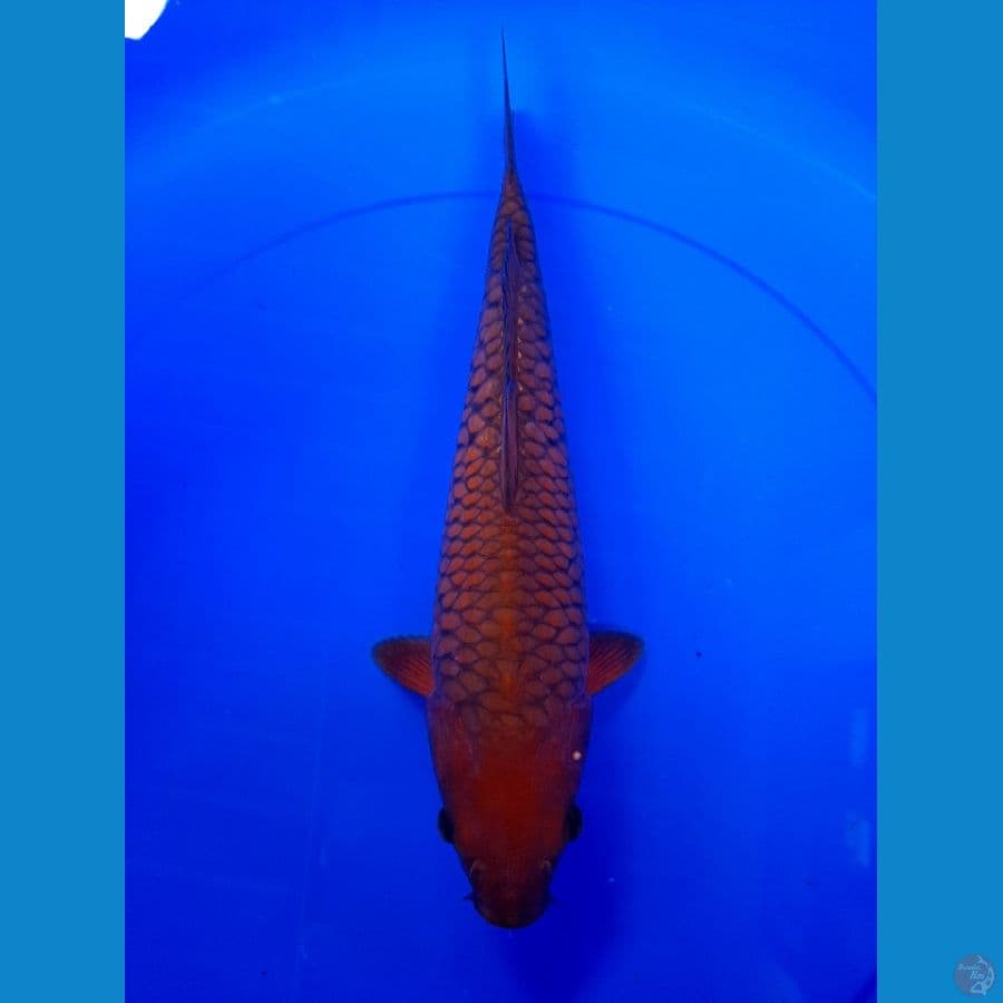 Cagoi sisik naga 35bu