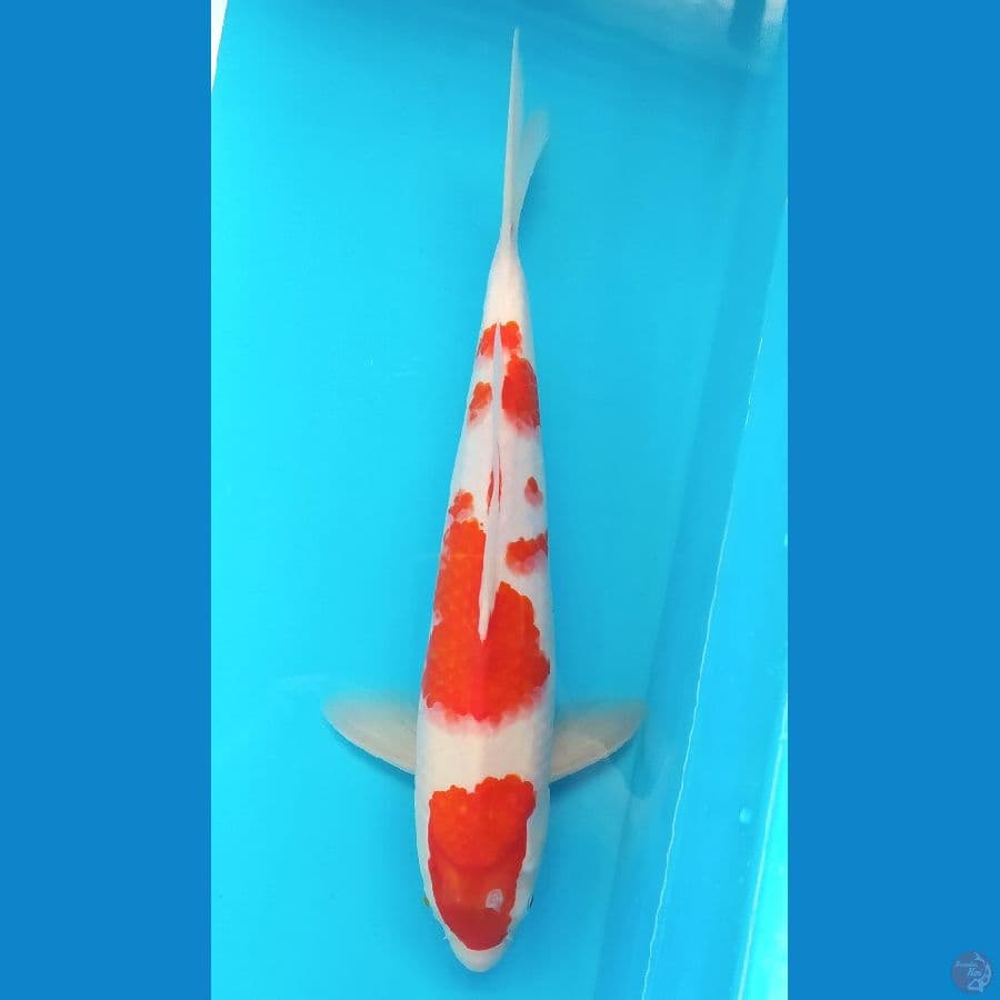 KOHAKU 35CM MALE